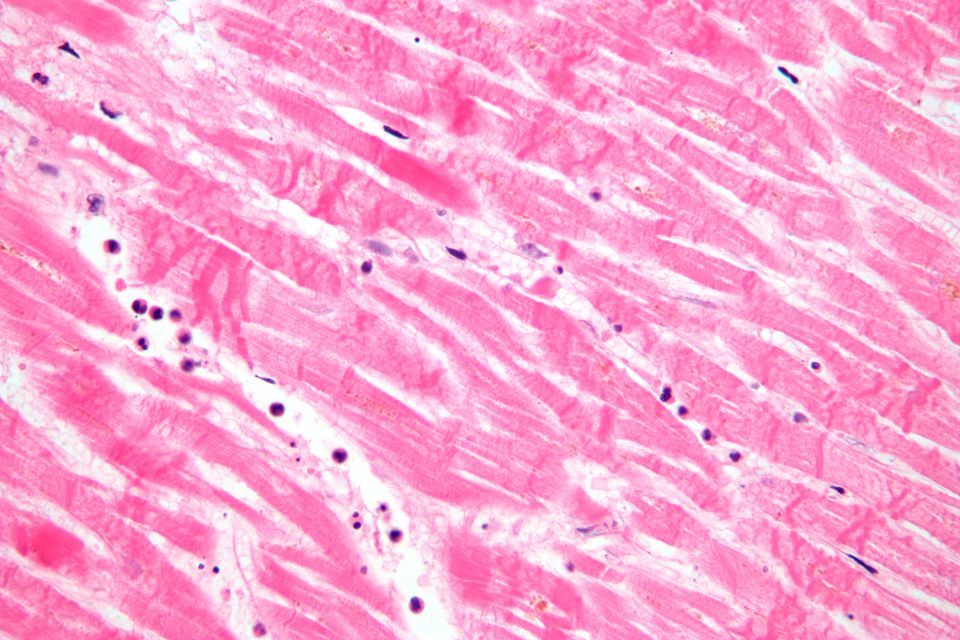Histopathology microscopic image integration